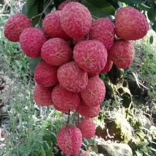 广州糯米糍荔枝  自产自销荔枝