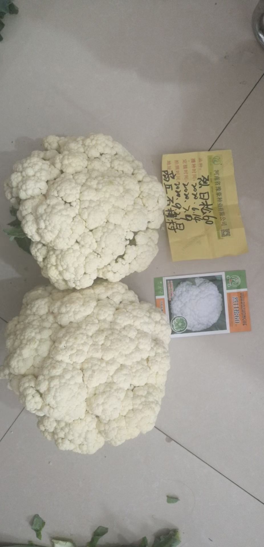 松花菜种子  耐热有机花菜种子烈日松60~免盖球抗病口感好产