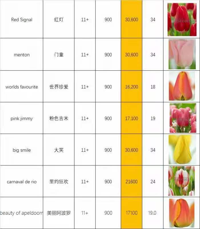 郁金香种子  荷兰荷兰郁金香种球花苗种子大球重瓣四季