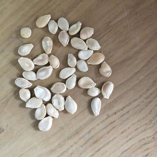甜而糯的高產(chǎn)貝貝南瓜種子