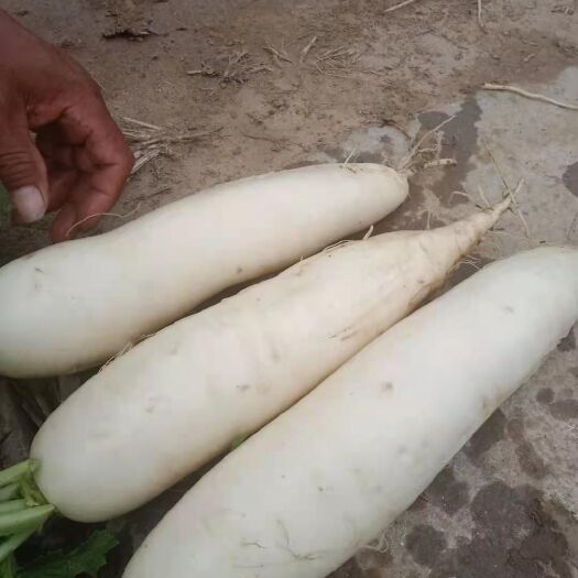 无极县 出售白萝卜