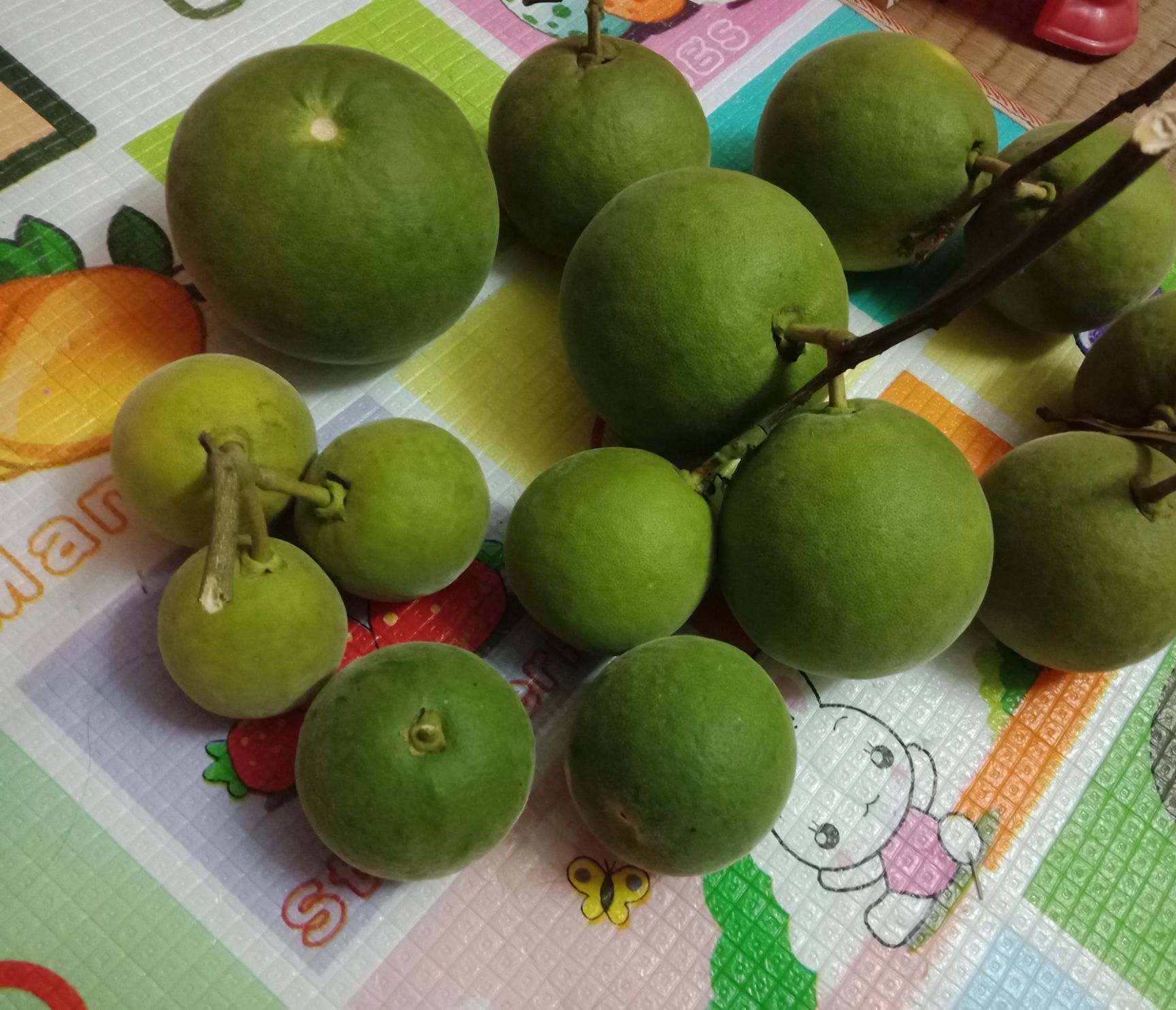 化橘红  化州桔红