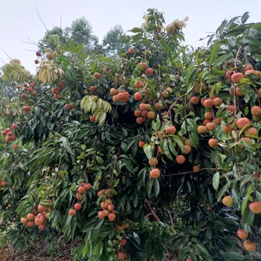 灵山县桂味荔枝 桂味糯米糍