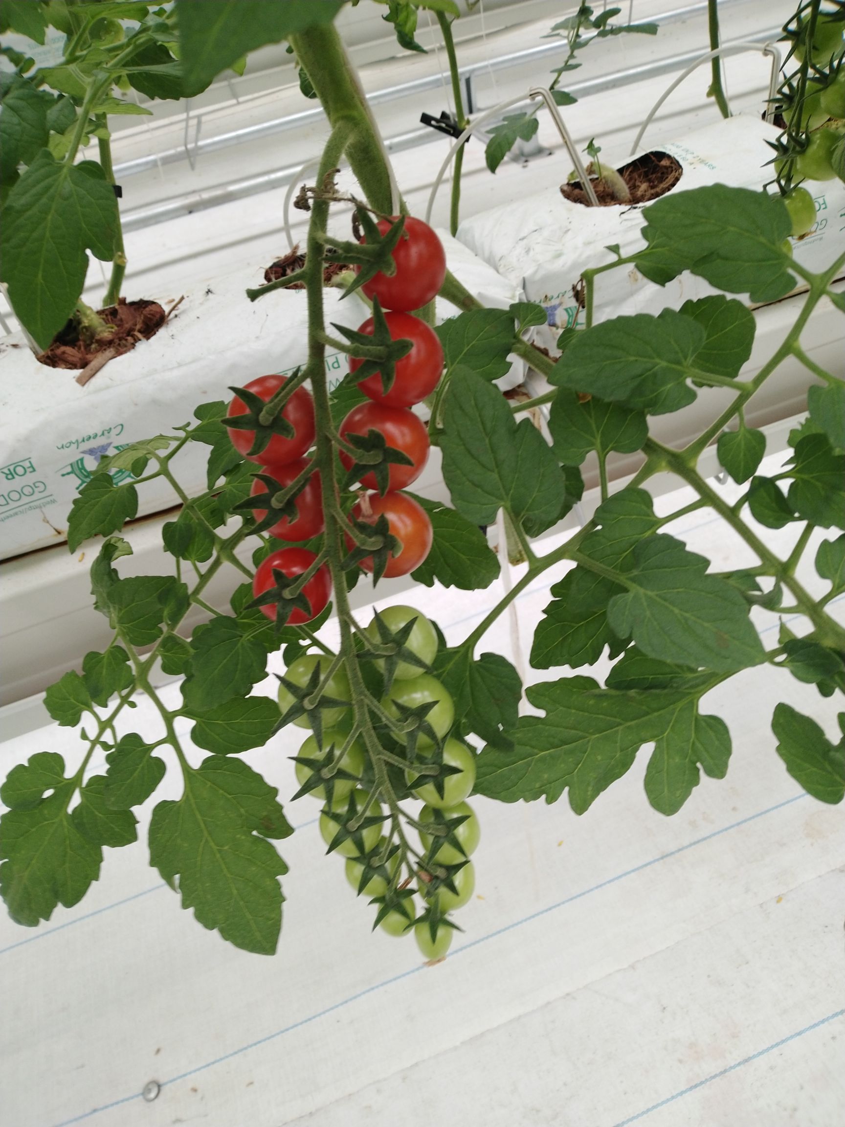 串红西红柿，圣女果，水果西红柿，普罗旺斯，千禧串红