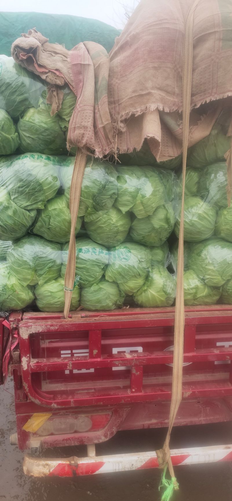 圆包菜 本地精品甘蓝大量上市中