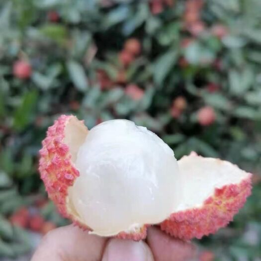 高州市 桂味荔枝