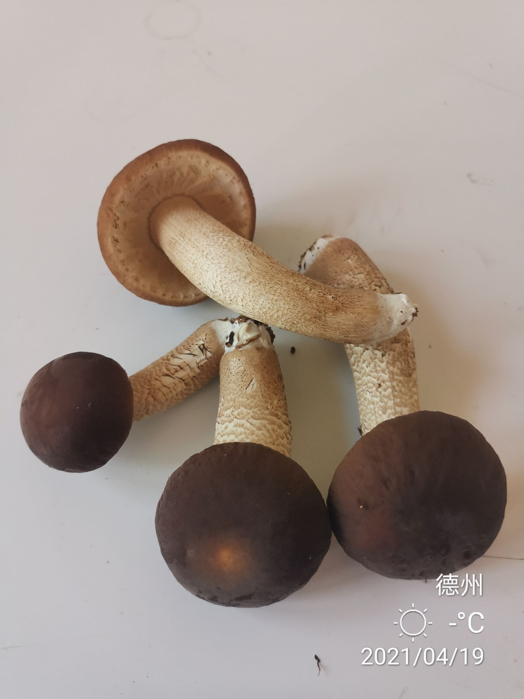 提供益茶树菇菌种出菇包和新法栽培技术