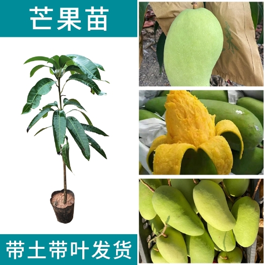 灵山县金煌芒果苗  芒果树苗金煌芒果树苗桂七红贵妃台农芒果树苗