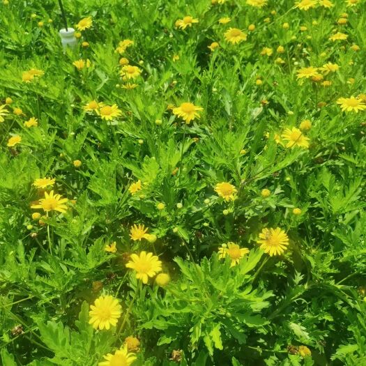 宜良县木春菊苗 木春菊