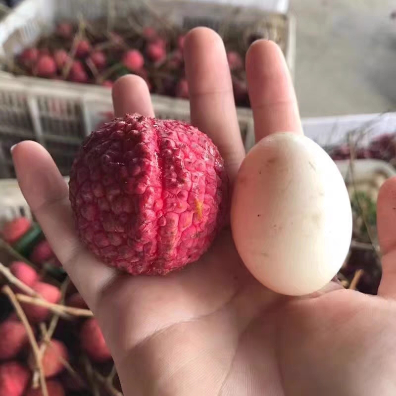 荔枝王苗  荔枝王果树苗，结出果比鸡蛋还大个，核小肉脆甜