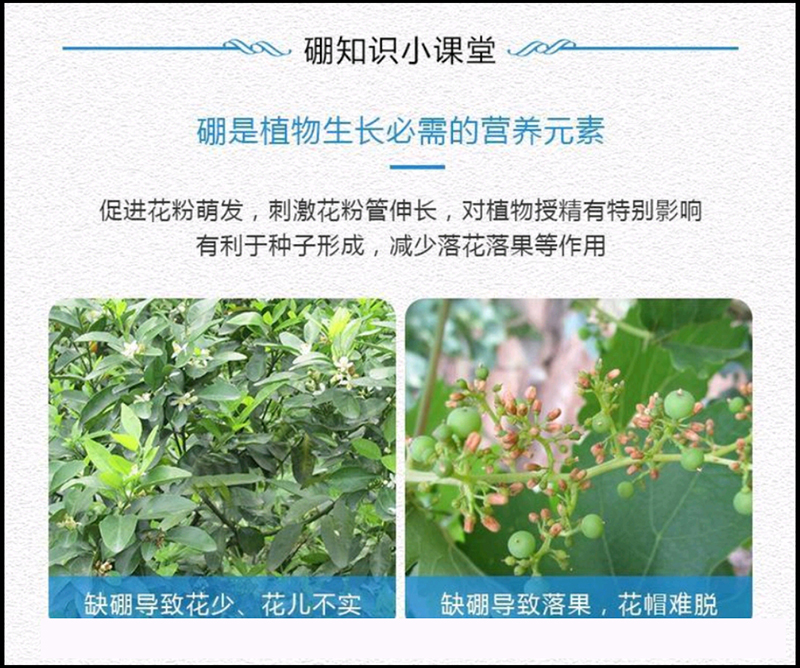 硼肥授粉受精提高座果率保花保果预防皴皮缩皮小果软果畸形果缩果
