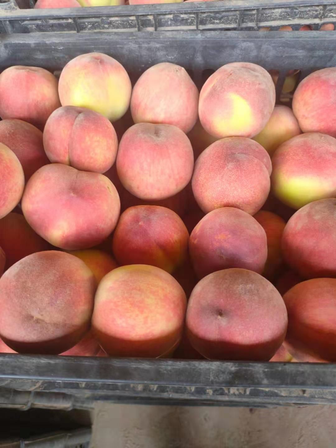 雪桃  红桃毛桃大量上市欢迎全国各地批发采购商前来采购