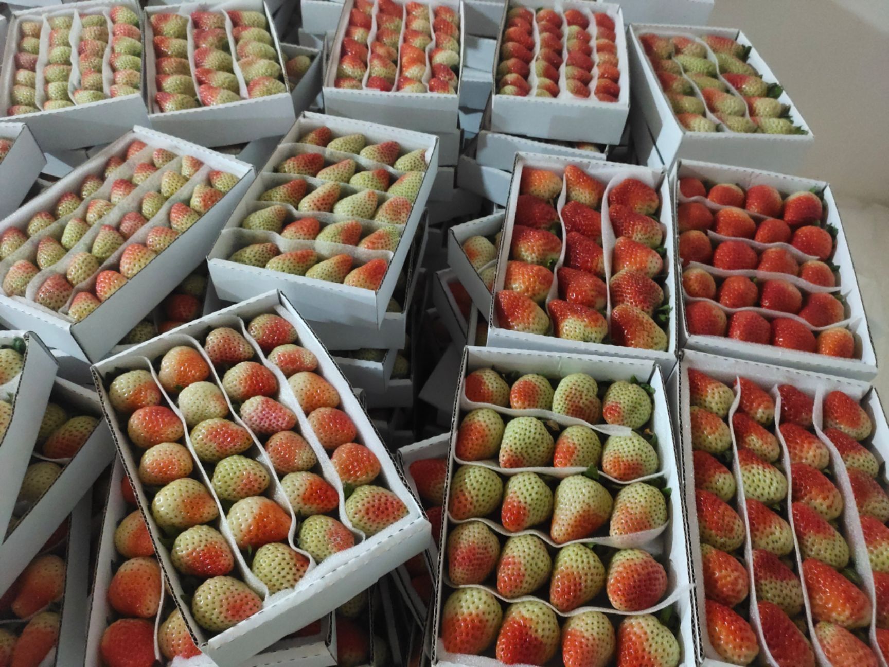 草莓 云南省曲靖市会泽县 