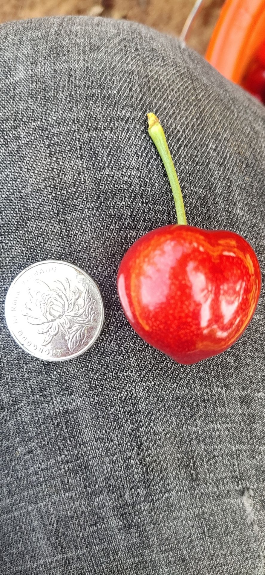 萨米脱樱桃  萨米脱