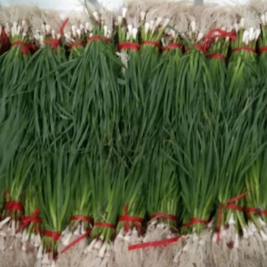 公主岭市青蒜苗大量上市 欢迎咨询选购