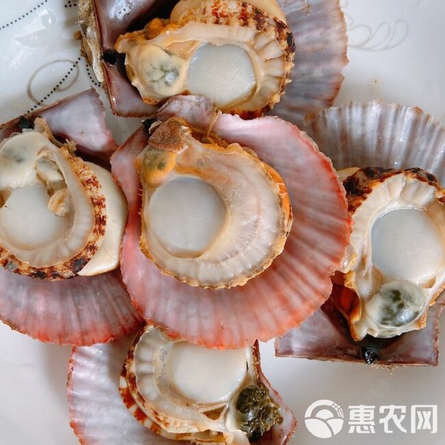 虾夷扇贝 鲜活扇贝海贝类活贝海鲜水产