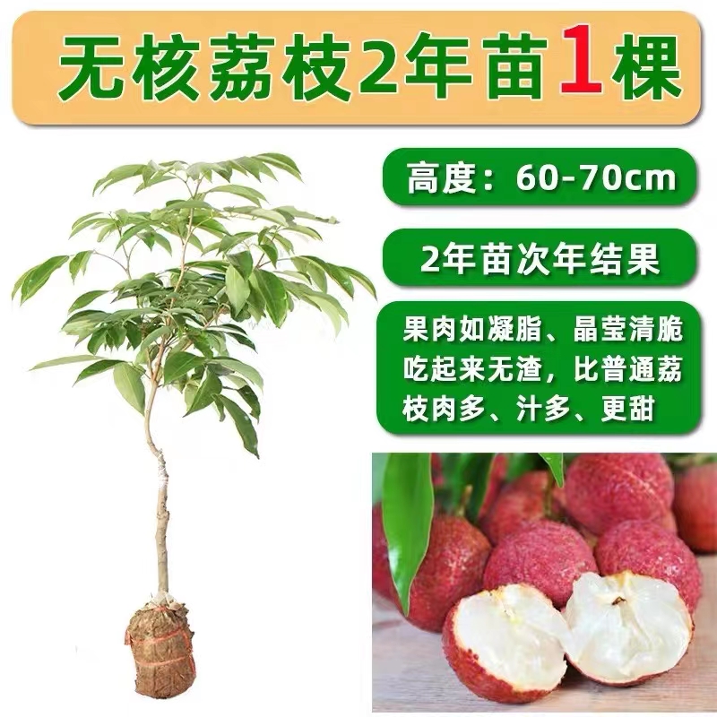 无核荔枝苗无核荔枝肉厚汁多脆甜