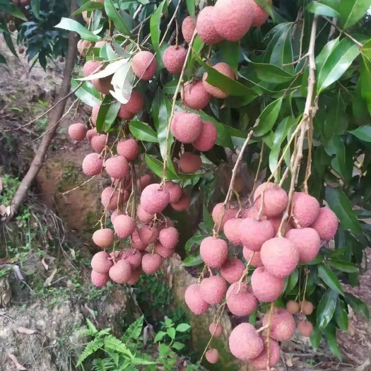 黑叶荔枝 黑叶荔上市了