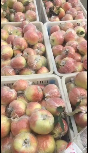 美八苹果  山东美八苹果大量供应  货源充足  质量保证