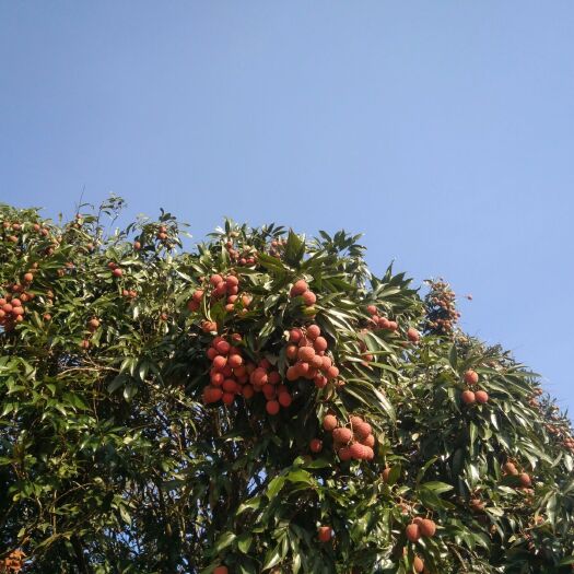 南宁黑叶荔枝 荔枝果