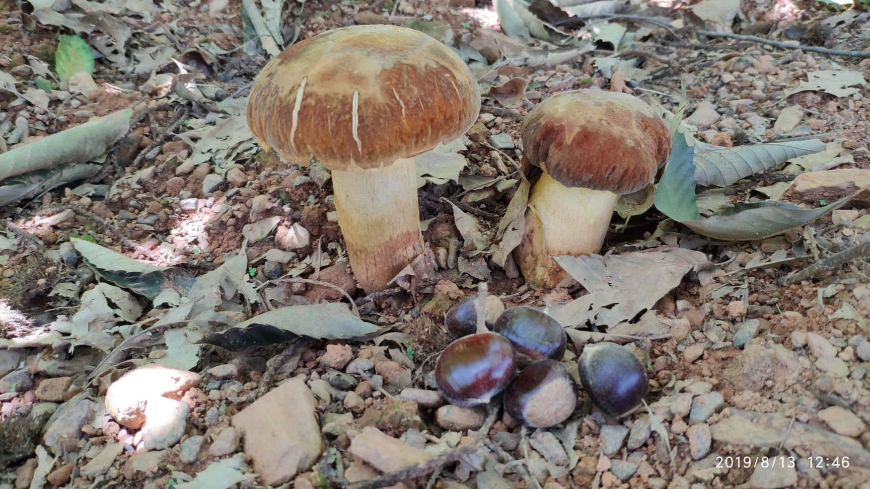 板栗仁  板栗