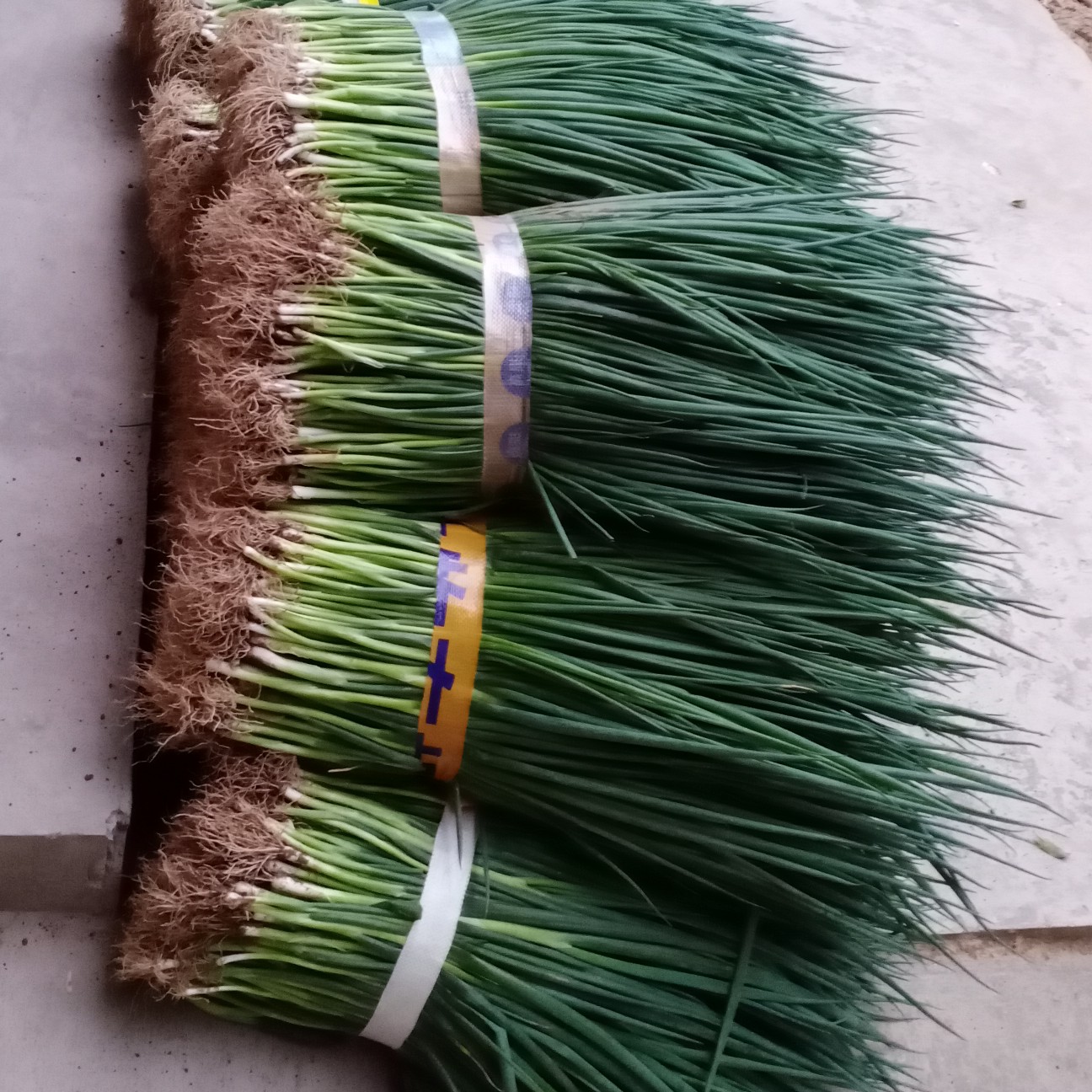 四季葱 精品小葱