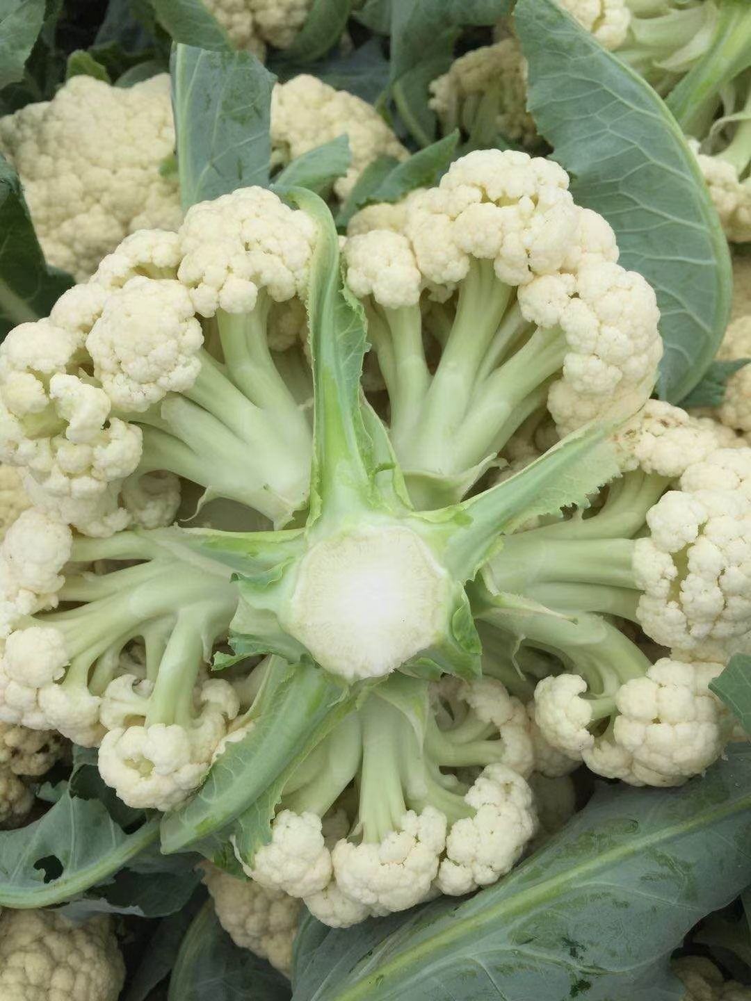 松花菜种子  耐热有机花菜种子烈日松60~免盖球抗病口感好产