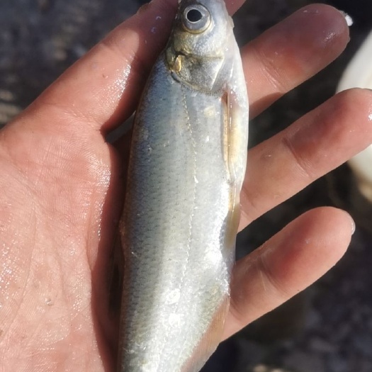 西安 小餐鲦鱼 青稍鱼大量供应