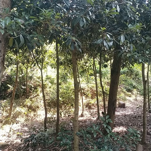 谷城县桂花树苗 桂花树