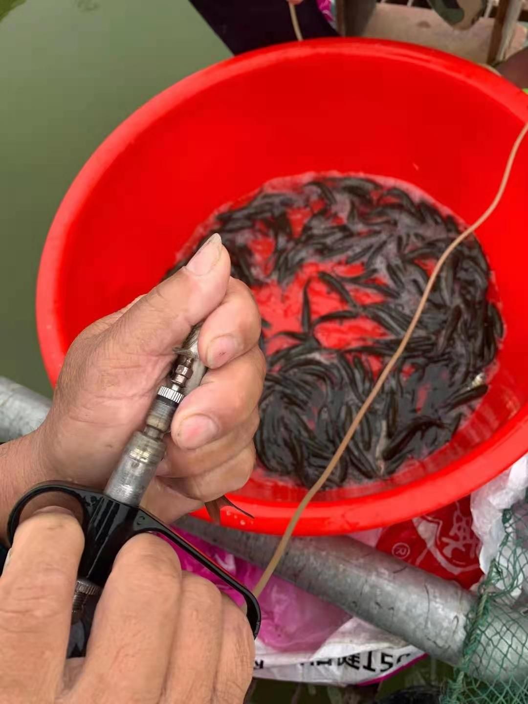 倒刺鲃鱼苗  场地直销，淡水养殖，黑鲩鱼苗，青鱼苗，打过疫苗，快大品种。。