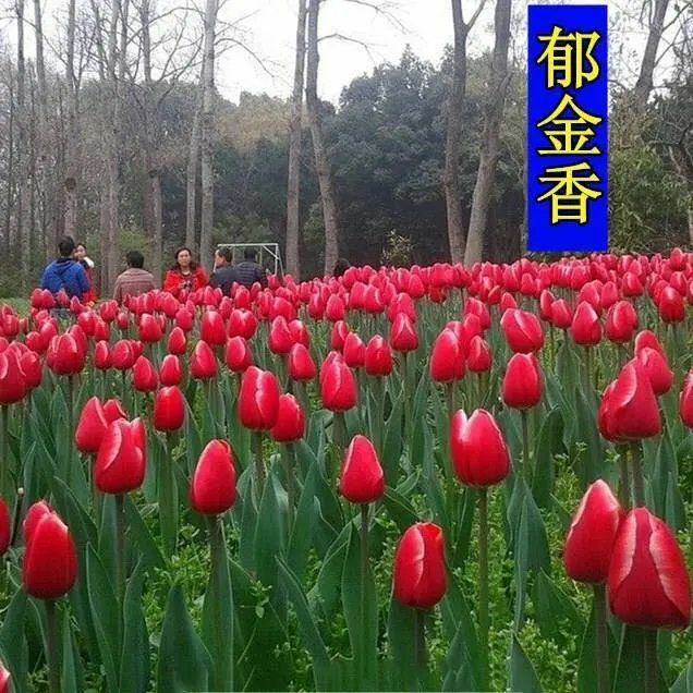郁金香种子  荷兰荷兰郁金香种球花苗种子大球重瓣四季
