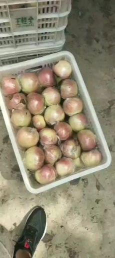 美八苹果  山东美八苹果大量供应  货源充足  质量保证