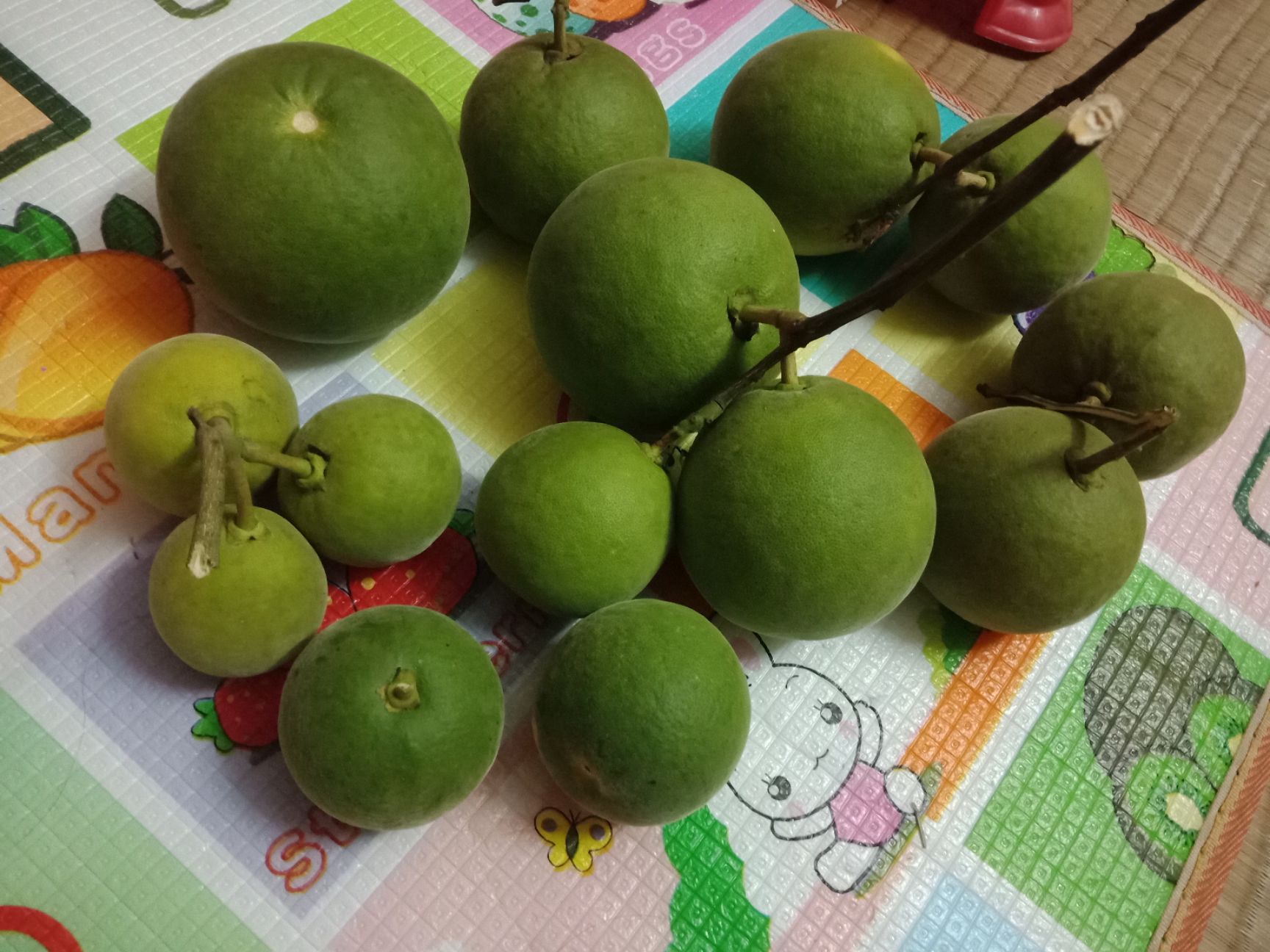 化橘红  化州桔红