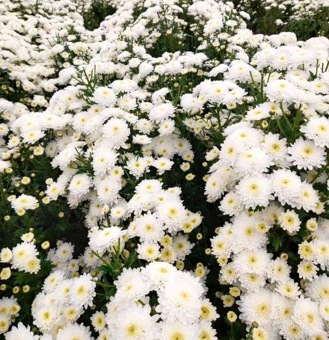 菊花茶  黄山贡菊，七月菊，白菊，原产地直供，可批发零售