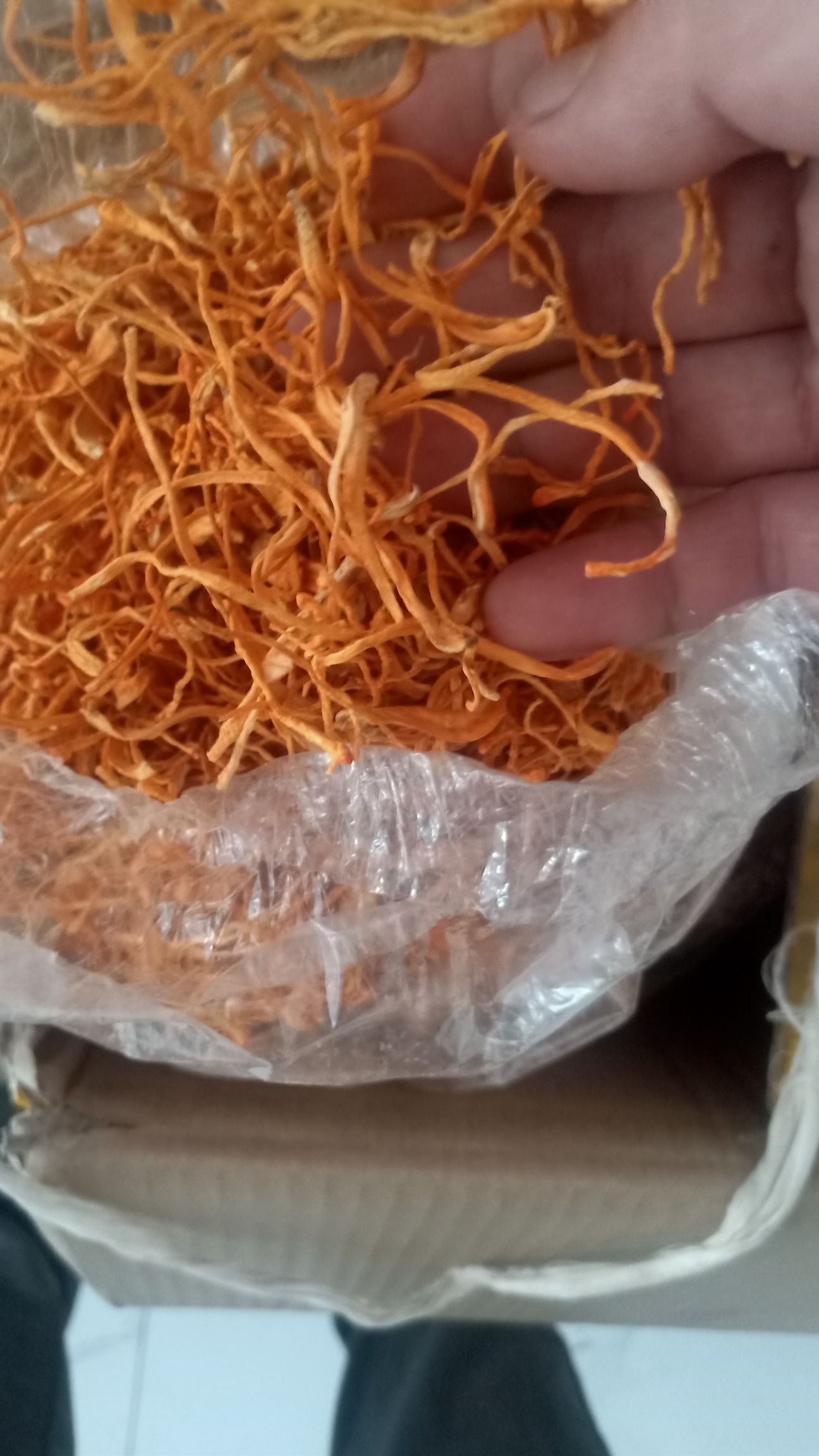 北虫草  基地虫草花直供  原产地批发价格优惠一手货源量大优