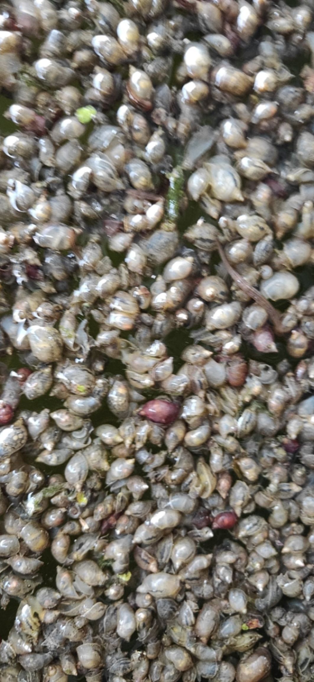 淡水螺  仔螺，漂螺