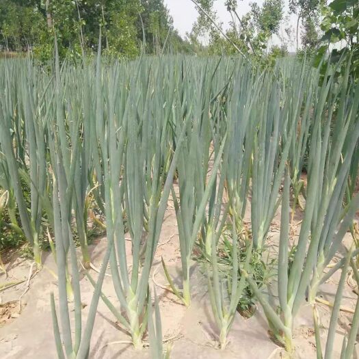 大名县牛腿大葱 长白大葱