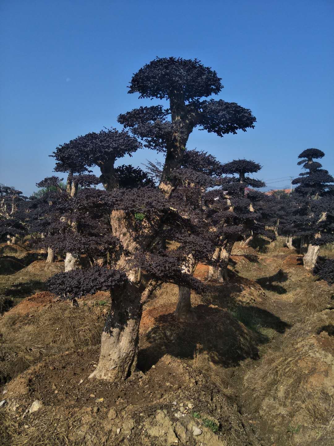 红花继木造型树