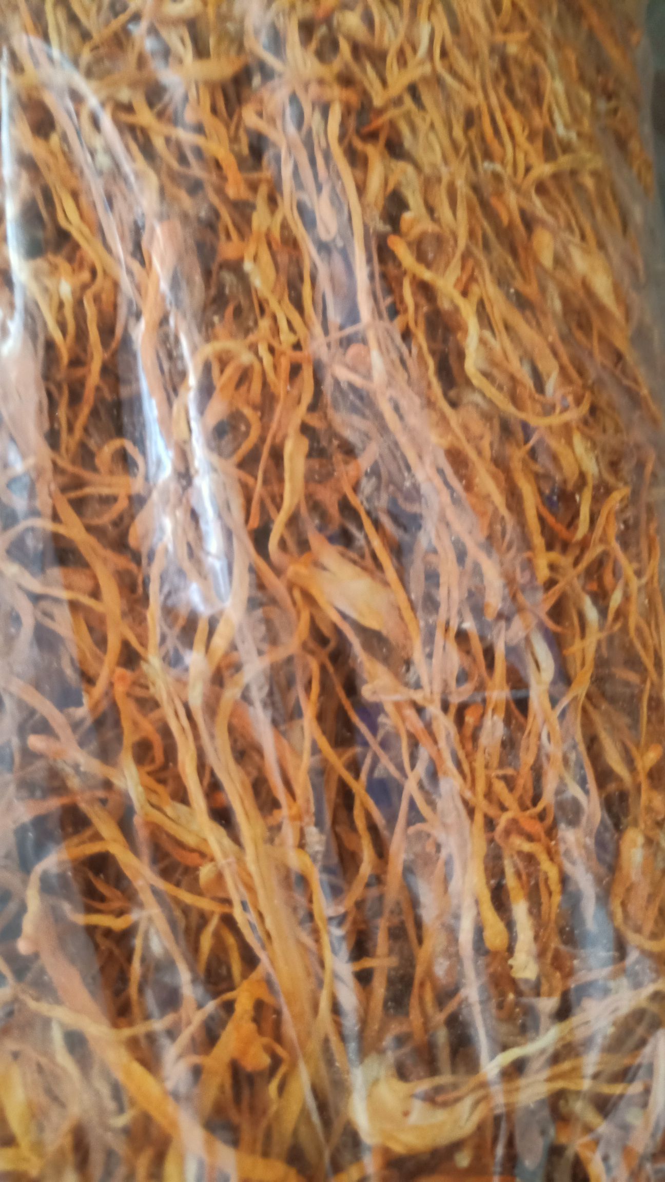 北虫草  基地虫草花直供  原产地批发价格优惠一手货源量大优