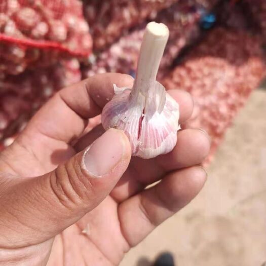 邳州市白皮蒜  大蒜红根蒜苗用的大蒜种，大蒜种