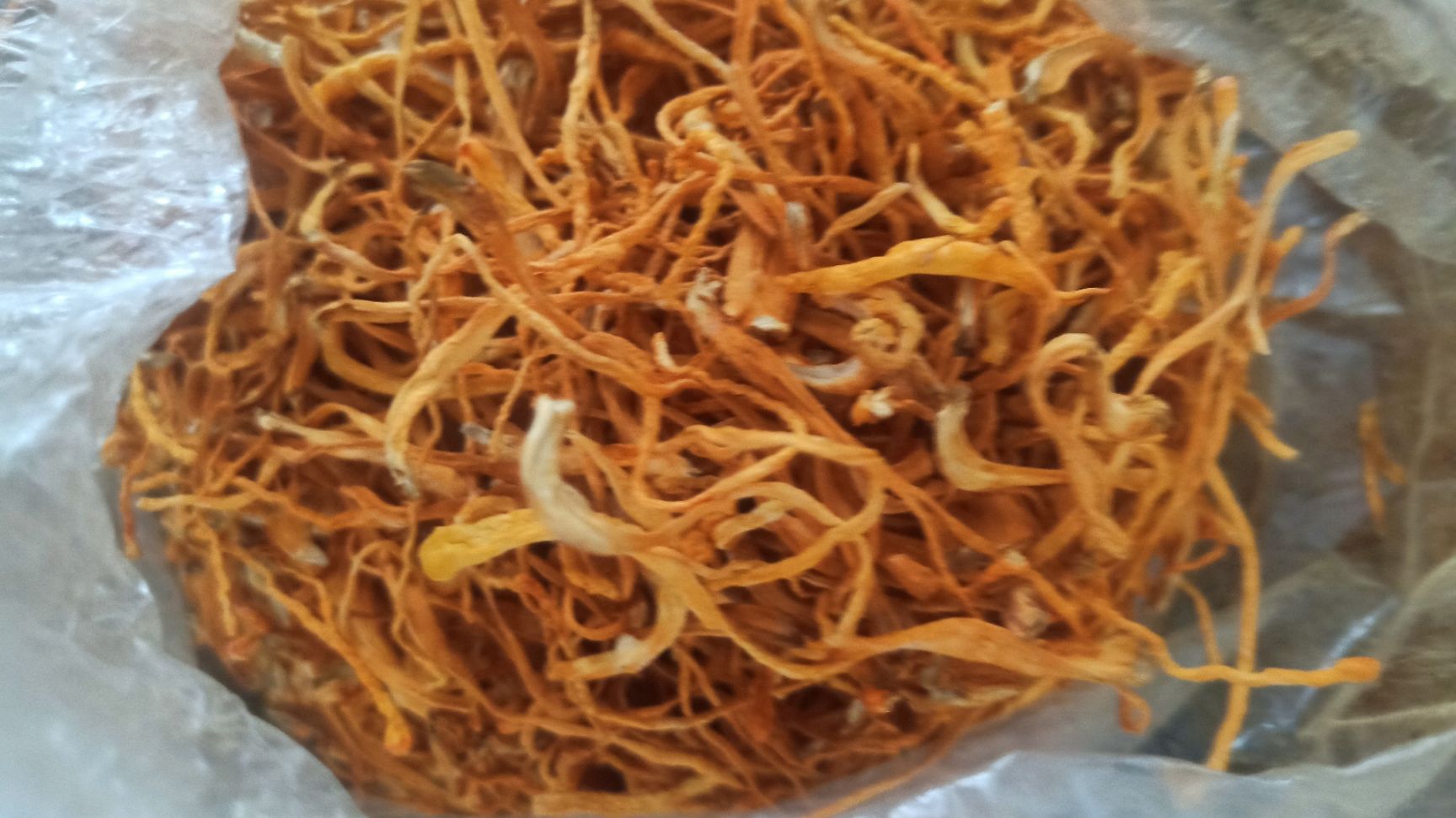 北虫草  基地虫草花直供  原产地批发价格优惠一手货源量大优
