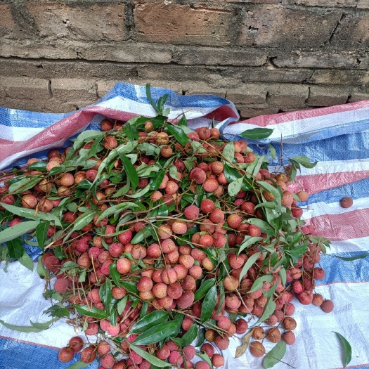 钦州黑叶荔枝 大量出售黑叶荔