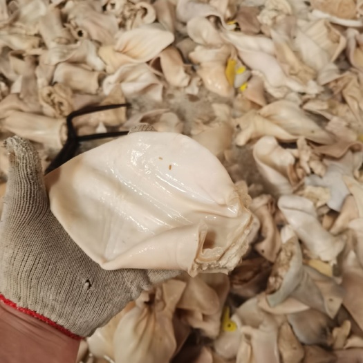 漯河 去毛生牛耳