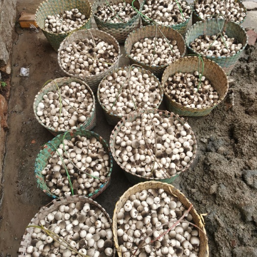 韶关草菇，接受外出种植草菇，废菌棒种植，