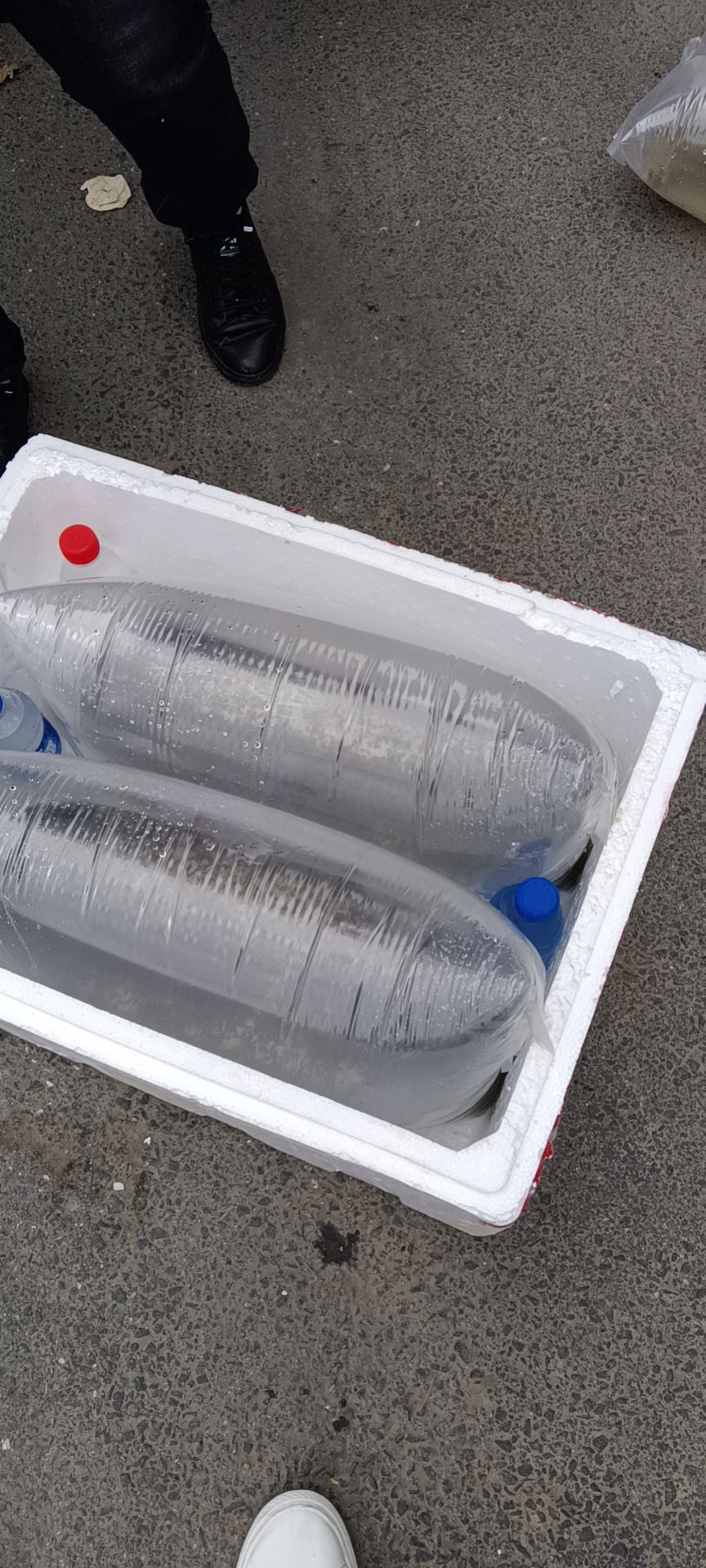 青蛙苗  大量供应优质蛙苗.技术指导