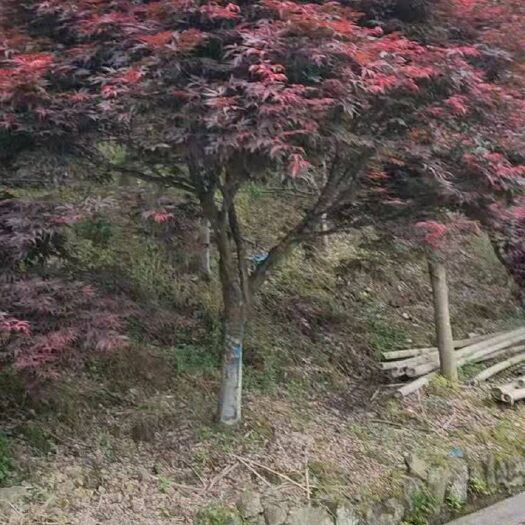 九江枫香树 红枫