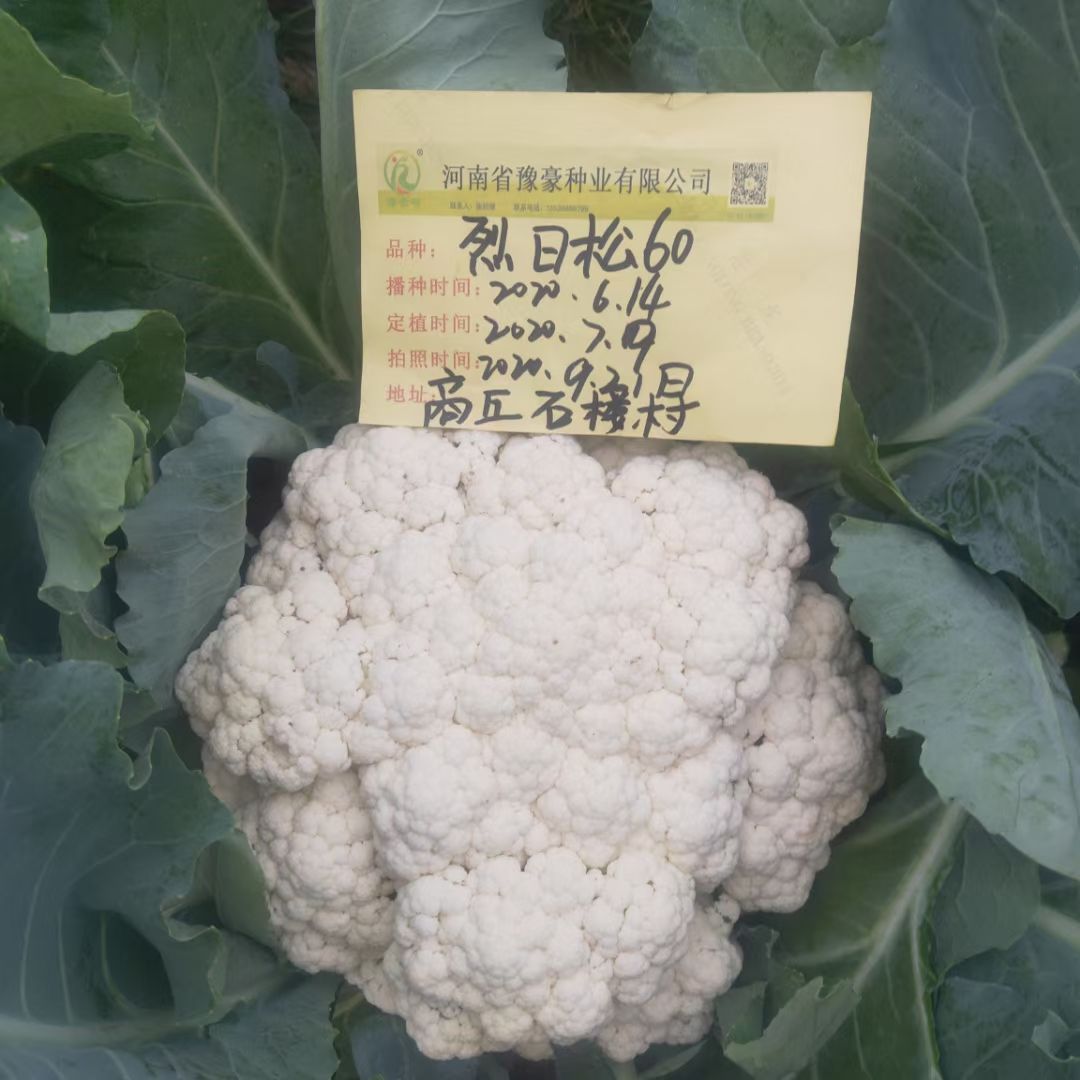 松花菜种子  耐热有机花菜种子烈日松60~免盖球抗病口感好产