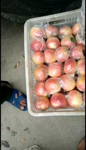 美八苹果  山东美八苹果大量供应  货源充足  质量保证