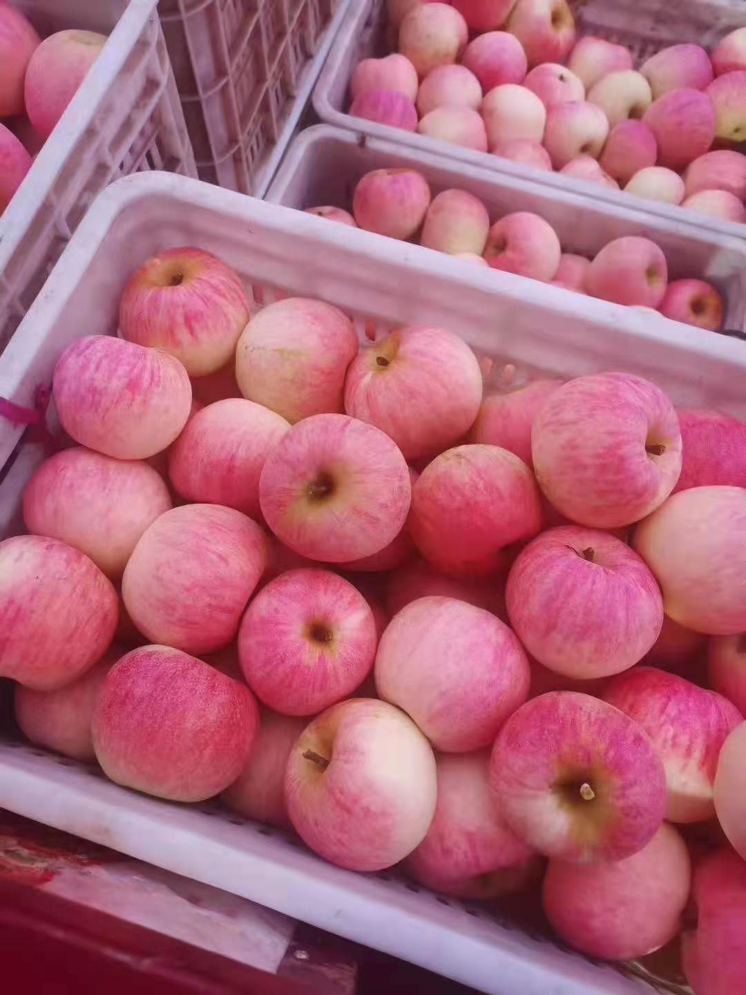 美八苹果  山东美八苹果大量上市  口感脆甜质量不错