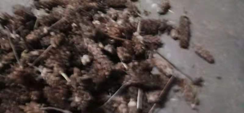 夏枯草  山上采摘的